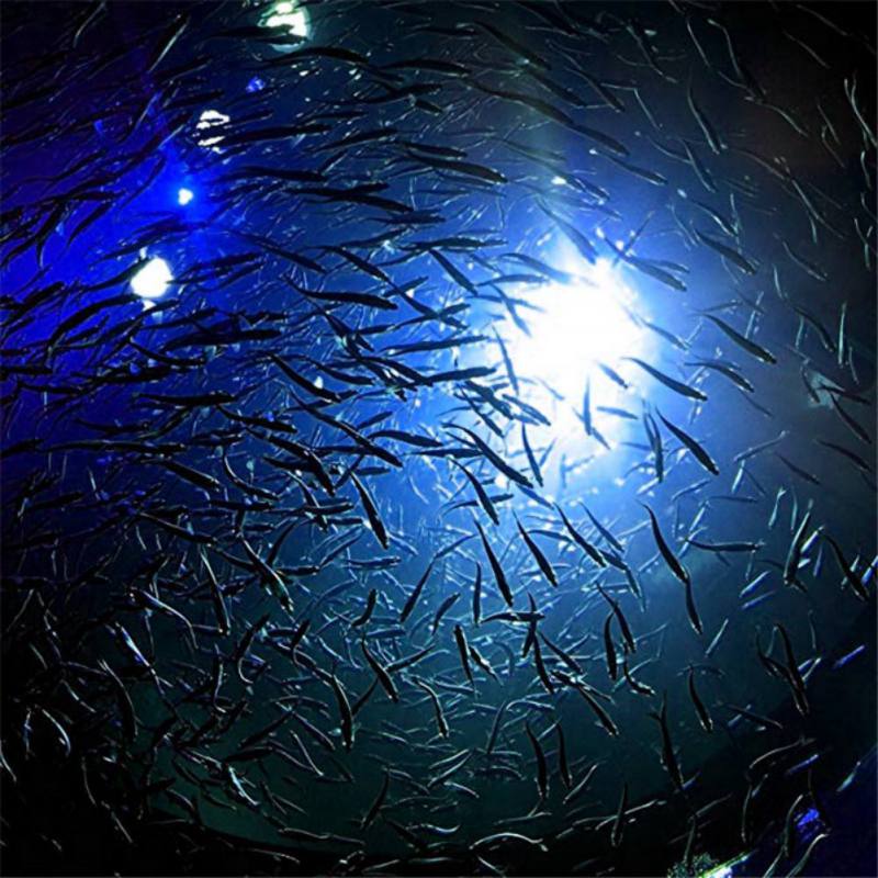 Mini Fishing Attraction Lamp G - مراجعة Fishing Boat Navigation Light وسعره